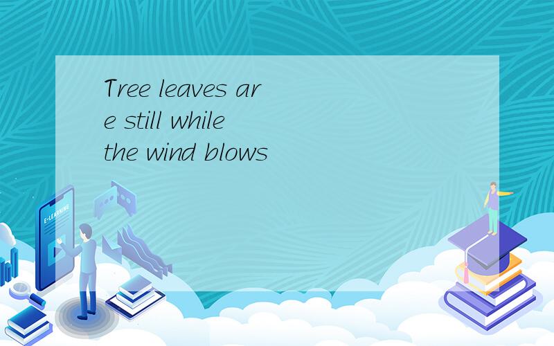 Tree leaves are still while the wind blows