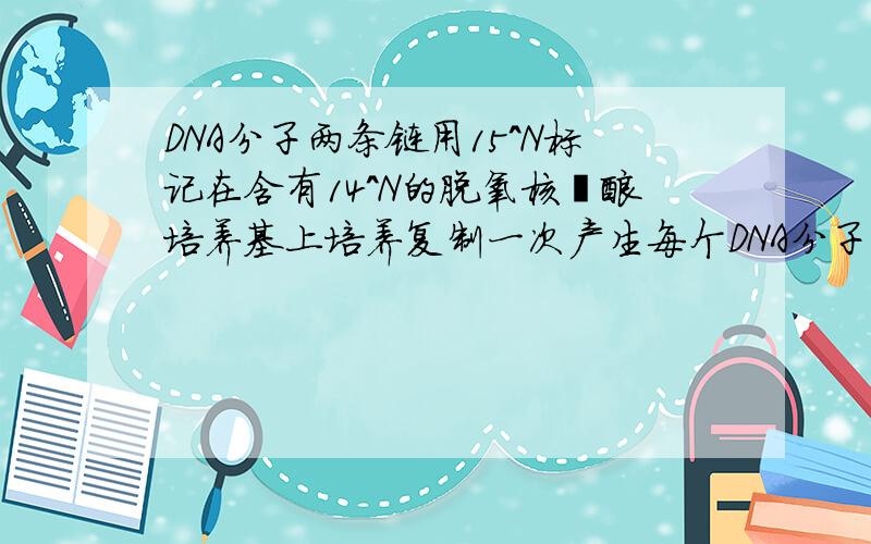 DNA分子两条链用15^N标记在含有14^N的脱氧核苷酸培养基上培养复制一次产生每个DNA分子两条链是如何表示