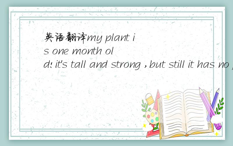 英语翻译my plant is one month old!it's tall and strong ,but still it has no flowers.oh,come on i can hardly wait!