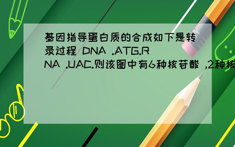 基因指导蛋白质的合成如下是转录过程 DNA .ATG.RNA .UAC.则该图中有6种核苷酸 ,2种核酸 5种碱基核苷酸有几种不是应该和碱基相同吗?怎么来的6种核苷酸?
