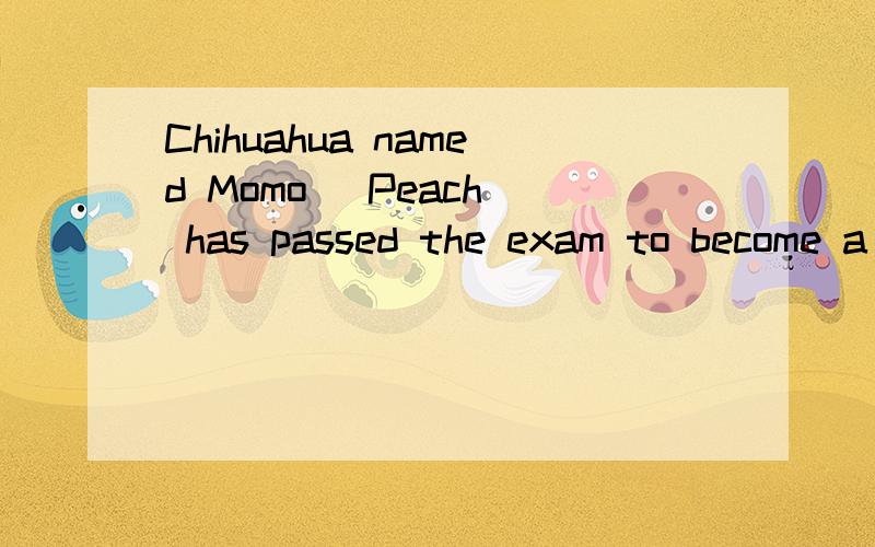 Chihuahua named Momo (Peach) has passed the exam to become a dog in the police forcein western Japan,in what seems to be a first.in what seems to be a first.什么成分组成,