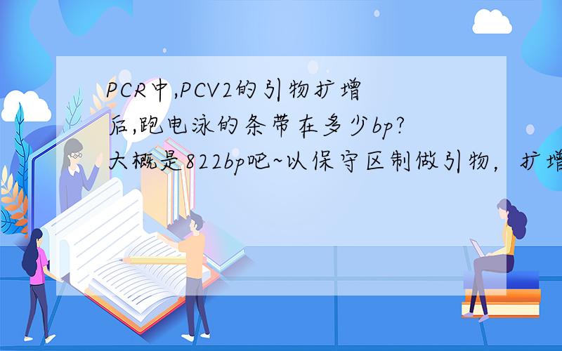 PCR中,PCV2的引物扩增后,跑电泳的条带在多少bp?大概是822bp吧~以保守区制做引物，扩增的条带有多少bp?需要非常具体的数字。